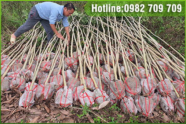Dịch vụ nghiên cứu nhân tạo giống cây